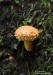 Šupinovka ohnivá (Houby), Pholiota flammans (Fungi)